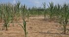 U.S. drought pushing food prices sky high