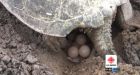Large turtle lays eggs by village's main drag