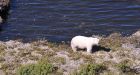 Polar bear dens found near Manitoba-Ontario border
