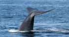 Endangered whales invade California coastal waters
