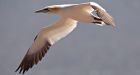 Biologist: N.L. seabirds abandoning chicks for cooler waters