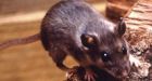 Yosemite visitors warned of rodent-borne illness