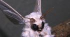 Mysterious 'Poodle Moth' has the web buzzing