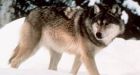 Wyoming drops federal protection of gray wolves