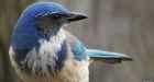 Birds hold 'funerals' for dead