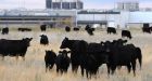 Beef inspectors told to turn blind eye to contaminated carcasses
