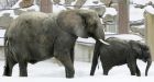 Vodka saves two Russian circus elephants from Siberian frost
