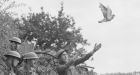 Ontario man says he's cracked WW II carrier pigeon code