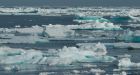 Record loss of Arctic sea ice causing big ecosystem changes: study