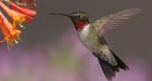 Hummingbirds migrating earlier in spring: study