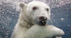 Climate change could turn polar bears brown, study says