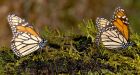 Monarch butterfly numbers drop by 'ominous' 59%