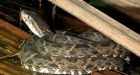 B.C. man survives Costa Rican snake bite
