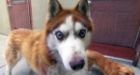 Blind husky has his own 'seeing eye' dog