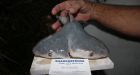 Discovery of rare two-headed bull shark stuns scientists
