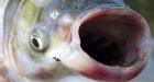 'Plausible' that Asian carp have reached Great Lakes