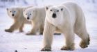 Canadian documents helping polar bear poachers, Russians say