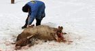 Trains 'slaughter' 13 elk near Sudbury
