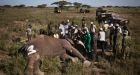 Troubling elephant slaughter discovery in Africa