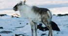 Selling caribou meat online may hasten herds' decline: biologist