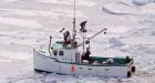 Seal hunt off Newfoundland called best in years as protesters push for its end