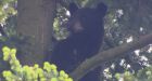 Black bear breaks into North Vancouver chicken coop