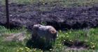 Animals escape from Alberta zoo