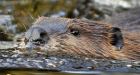 Attacking beavers a concern in Belarus after man killed