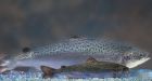 GM salmon can breed with wild fish and pass on genes