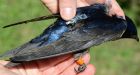 Birds migrating at wrong time for warmer climate