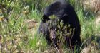 Northern Ontario biologist 'dances' with bear