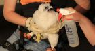 Scientists take the measure of the newest generation of Sheraton falcons