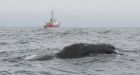 Rare right whale spotted off Haida Gwaii