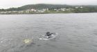 Grandmother dodges tankers on 58-km North Coast swim