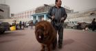 Chinese zoo accused of passing dog off as lion