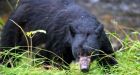 Bear stalks 2 women in 3-hour ordeal