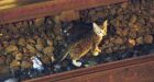 Kittens on the loose force shutdown of New York City subway lines