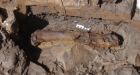 Most complete dinosaur skeleton ever found in B.C. unearthed