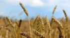 Court strikes down most claims in wheat board lawsuit  | Globalnews.ca