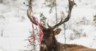 Elk rescued after Christmas lights, candy canes get stuck in antlers