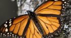 North American leaders called upon to save monarch butterfly