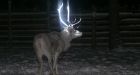 Reindeer get fluorescent antlers to reduce roadkill