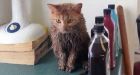 Cat soaked in oil pops out of engine at Winnipeg garage