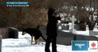 Dog pooping on gravesite photo sparks public shaming debate