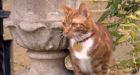 Jock VI: Latest orange cat lands at Winston Churchill's estate  | CTV News