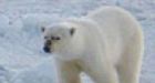 Davis Strait polar bear habitat higher now than in 1979 and early 1980s