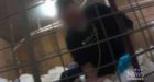 Disturbing hidden camera video shows abuse at Bright, Ont. turkey farm