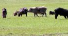 B.C. hunters given the okay to shoot feral pigs anywhere