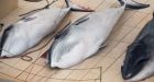 Japan loses appetite for whaling industry as meat sales decline