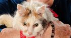 Hero cat honoured for saving woman's life